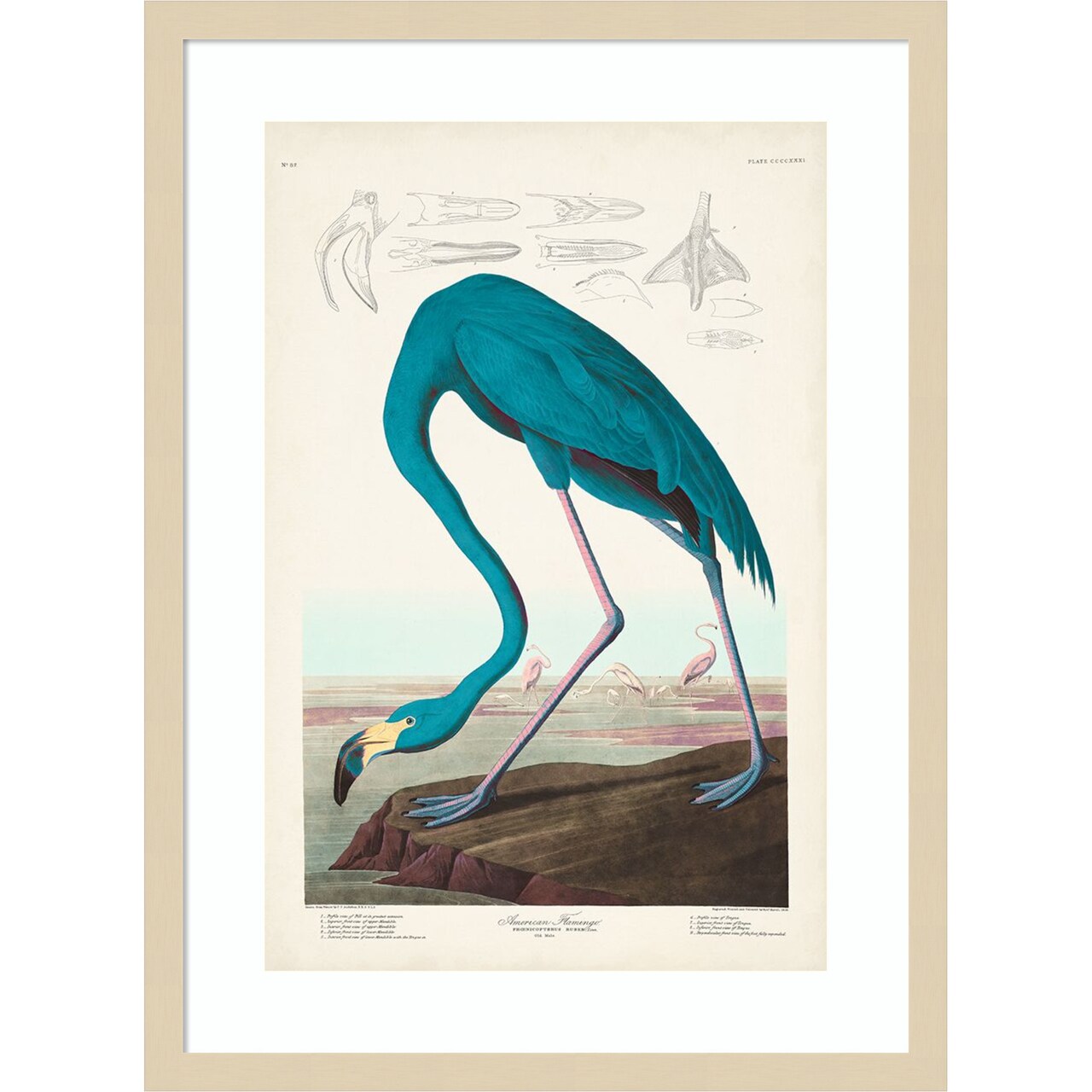 Custom Pl 431 American Flamingo I by John James Audubon Wood Framed Wall Art Print